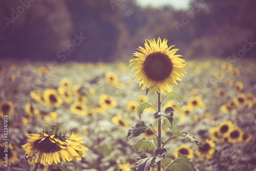 Fototapeta Naklejka Na Ścianę i Meble -  sunflower with filter effect retro vintage style