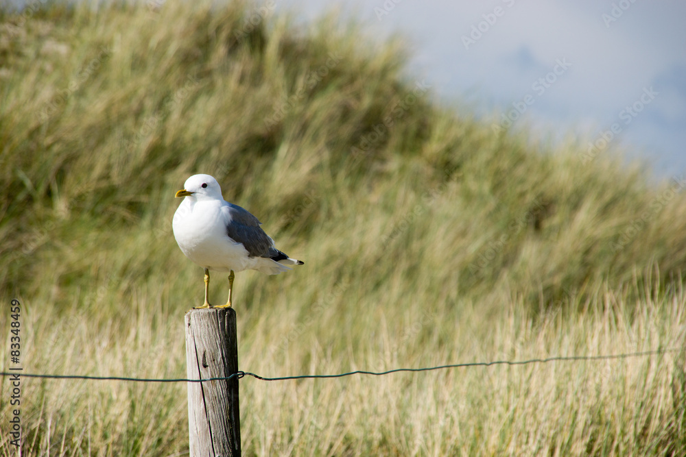 Obraz premium Sturmmöwe