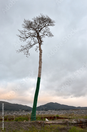 Obraz na płótnie MiraclePineTree ／11・3・2011 