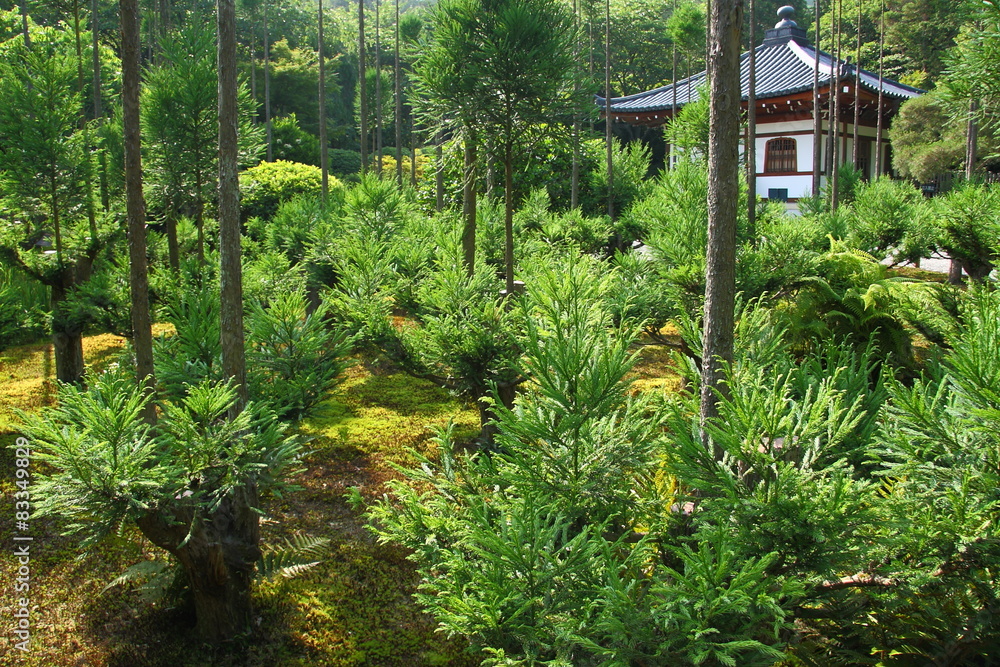 Obraz premium Small buddhist temple in the japanese forest