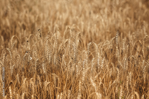 Wheat firld