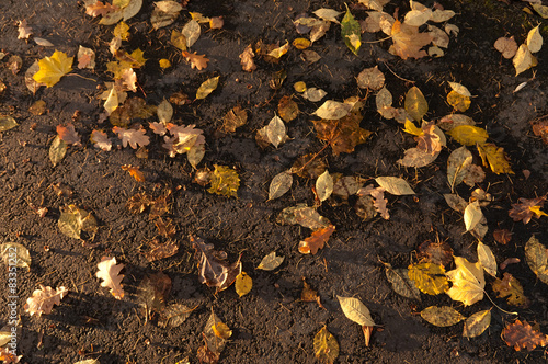 Background of different autumn leaves on the pavement