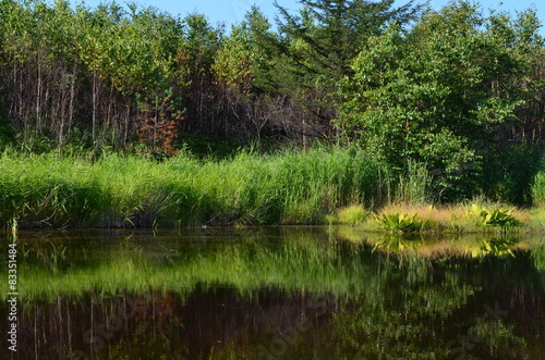 Озеро в лесу. Lake in the forest.