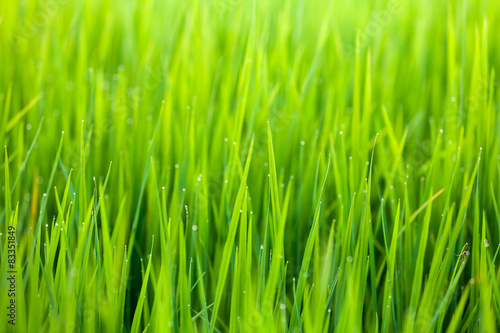 green rice field nature background