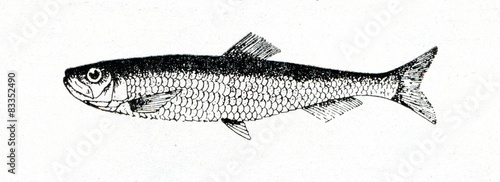 European sprat (Sprattus sprattus) 