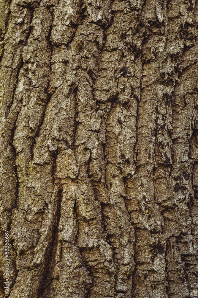 Detail of oak tree bark