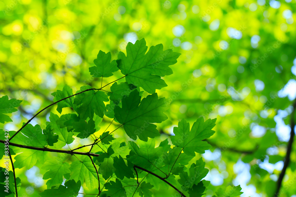 green leaves green leaves