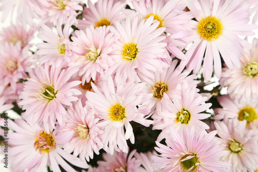 Fototapeta premium Lilac chrysanthemums background, autumn flowers