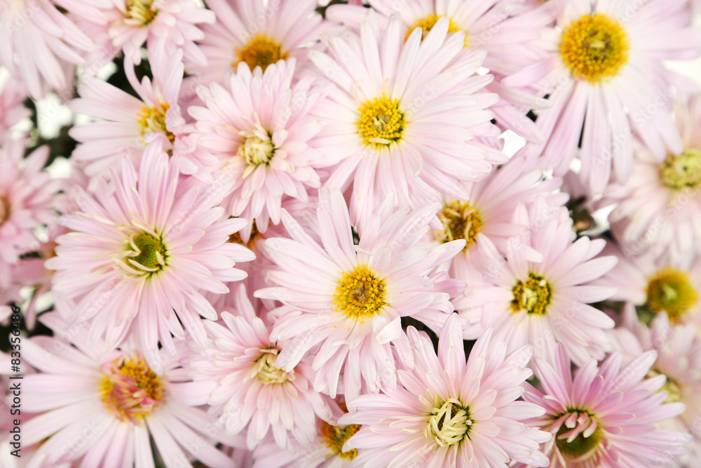 Fototapeta premium Lilac chrysanthemums background, autumn flowers