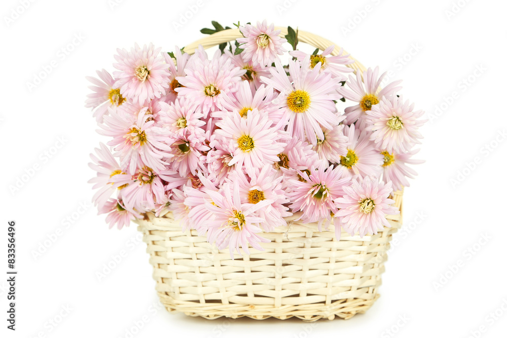 Lilac chrysanthemums in basket on white background