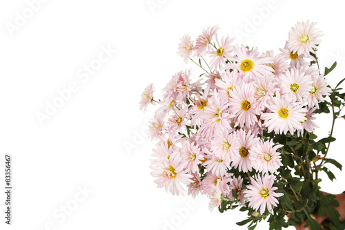 Lilac chrysanthemums  autumn flowers on white background