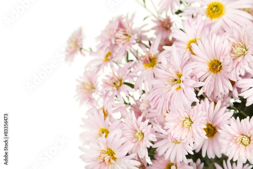 Lilac chrysanthemums  autumn flowers on white background