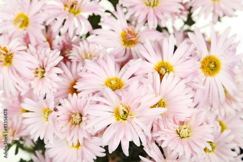 Lilac chrysanthemums background, autumn flowers