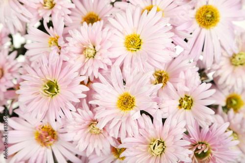 Lilac chrysanthemums background  autumn flowers