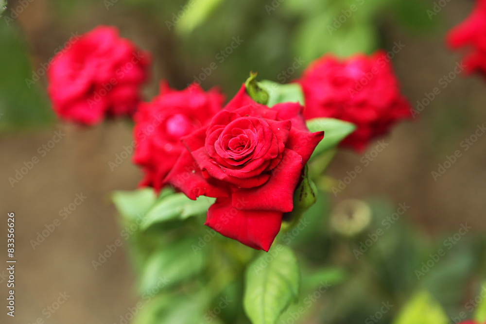Red roses on a bush in a garden Red roses on a bush in a garden