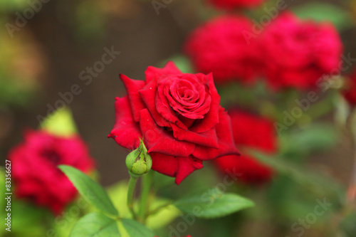 Red roses on a bush in a garden