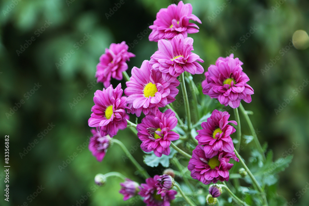 Beautiful flower on a bush in a garden Beautiful flower on a bush in a garden
