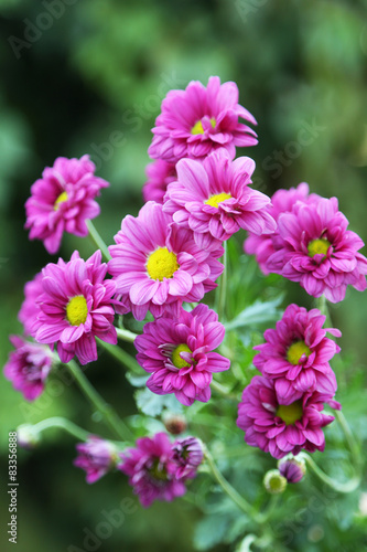 Beautiful flower on a bush in a garden