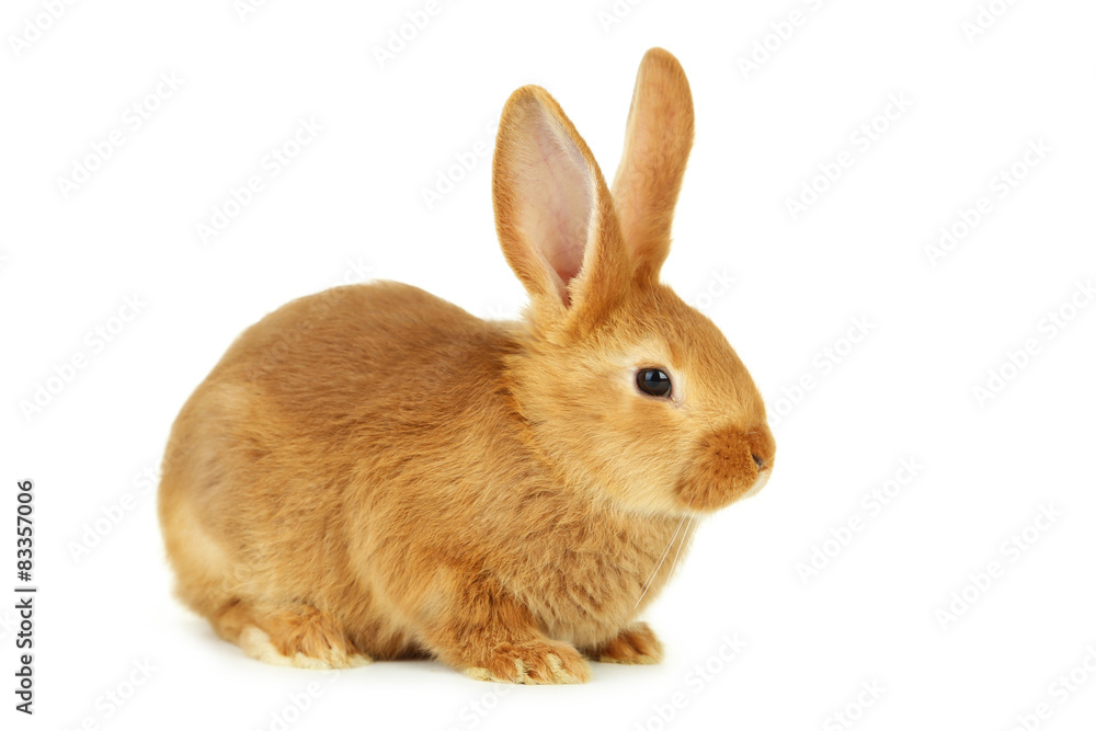 Young red rabbit isolated on white Young red rabbit isolated on white