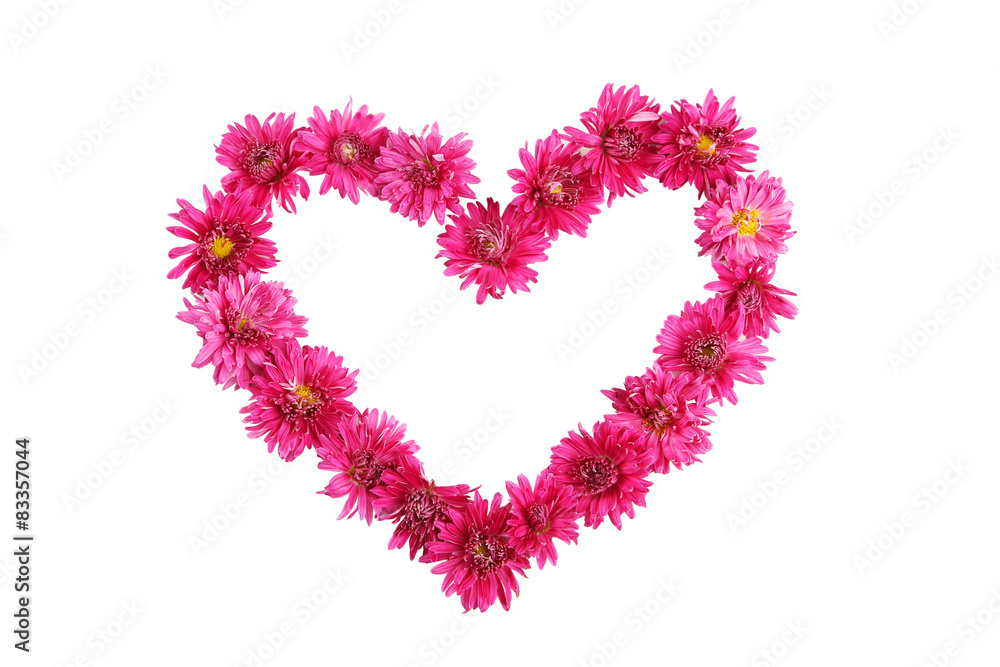 Beautiful heart with purple chrysanthemums isolated on white