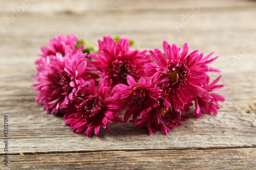Beautiful purple chrysanthemums on grey wooden background