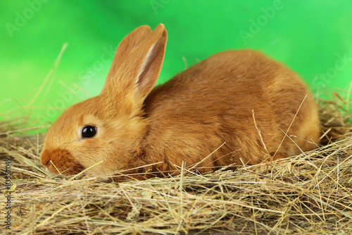 Young red rabbit in hay on green background