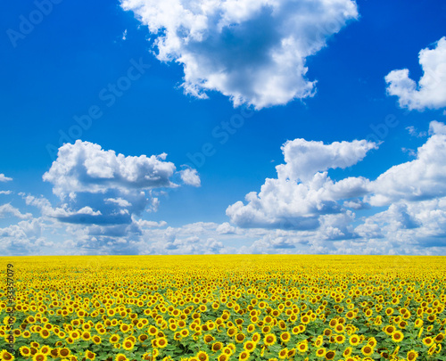 sunflower field