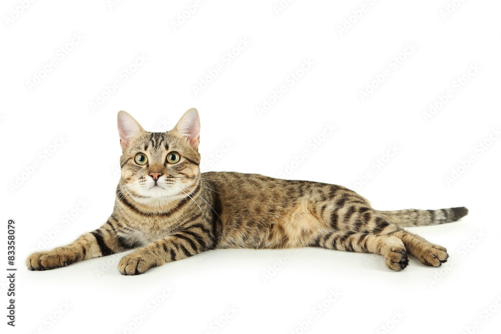 Obraz premium Beautiful cat isolated on white