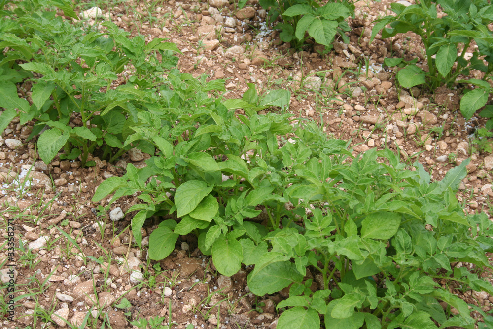 Obraz premium piante di patata con concime