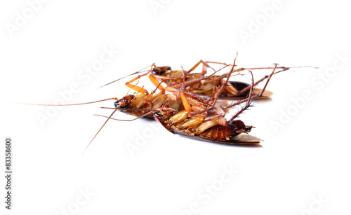 Cockroach isolated on white background