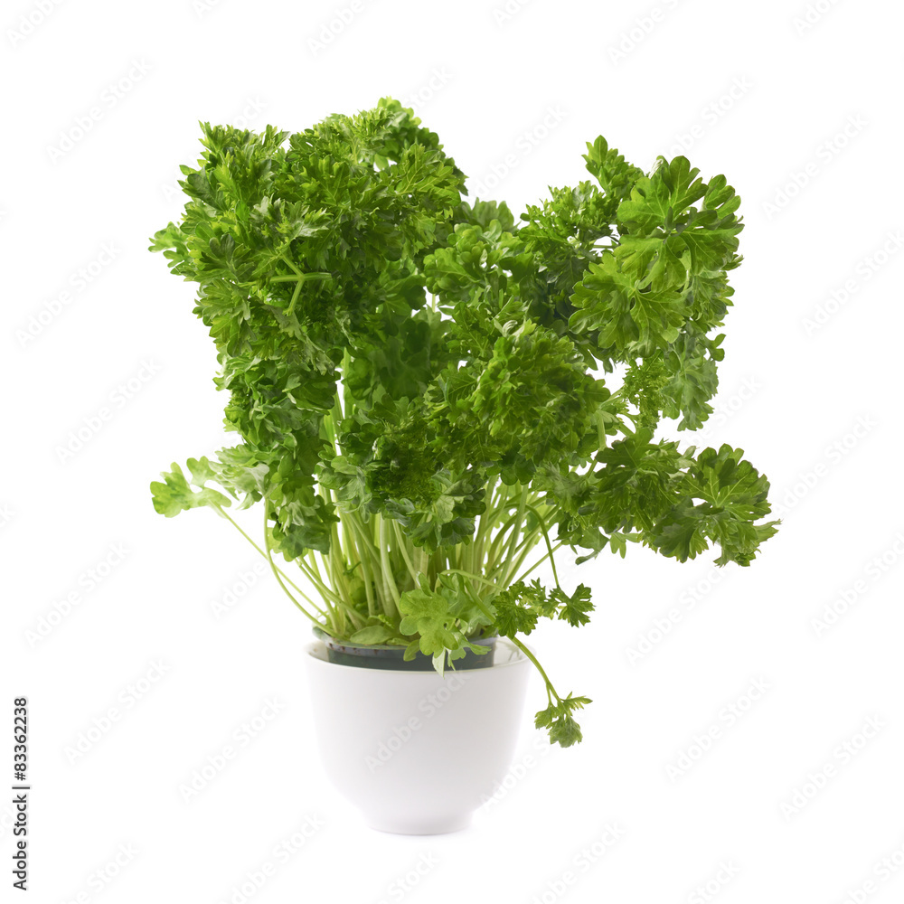 Petroselinum crispum parsley plant isolated Petroselinum crispum parsley plant isolated