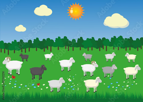 Sheeps and rams in pasture with summer sun