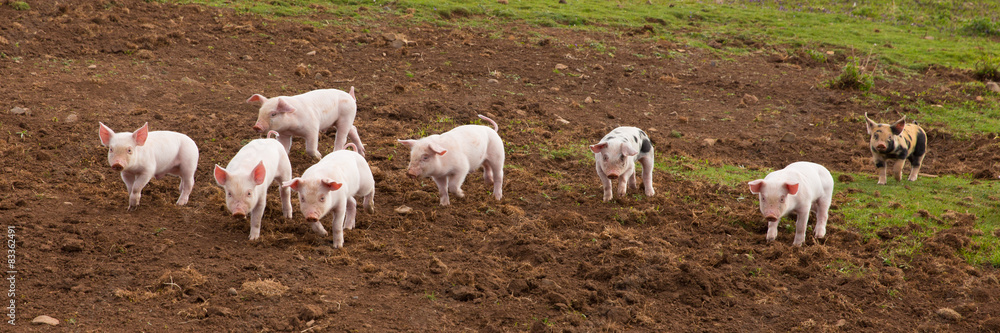 Young cute baby piglets running to camera panoramic view Young cute baby piglets running to camera panoramic view