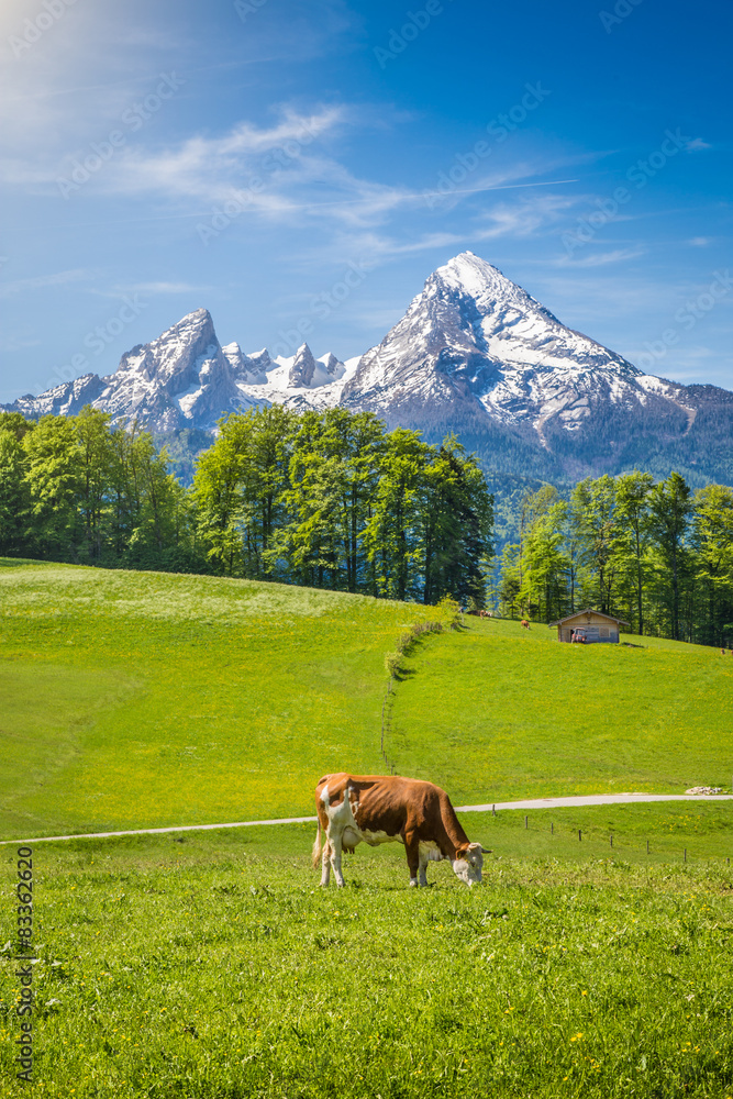 Idyllic summer landscape in the Alps with cow grazing Idyllic summer landscape in the Alps with cow grazing