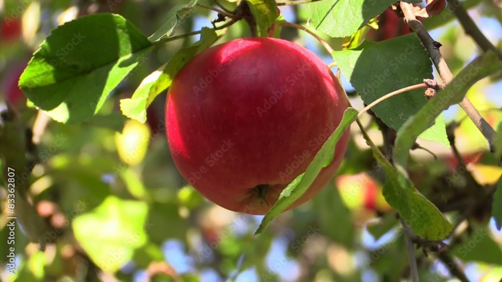 Human hand is picking an apple from apple tree