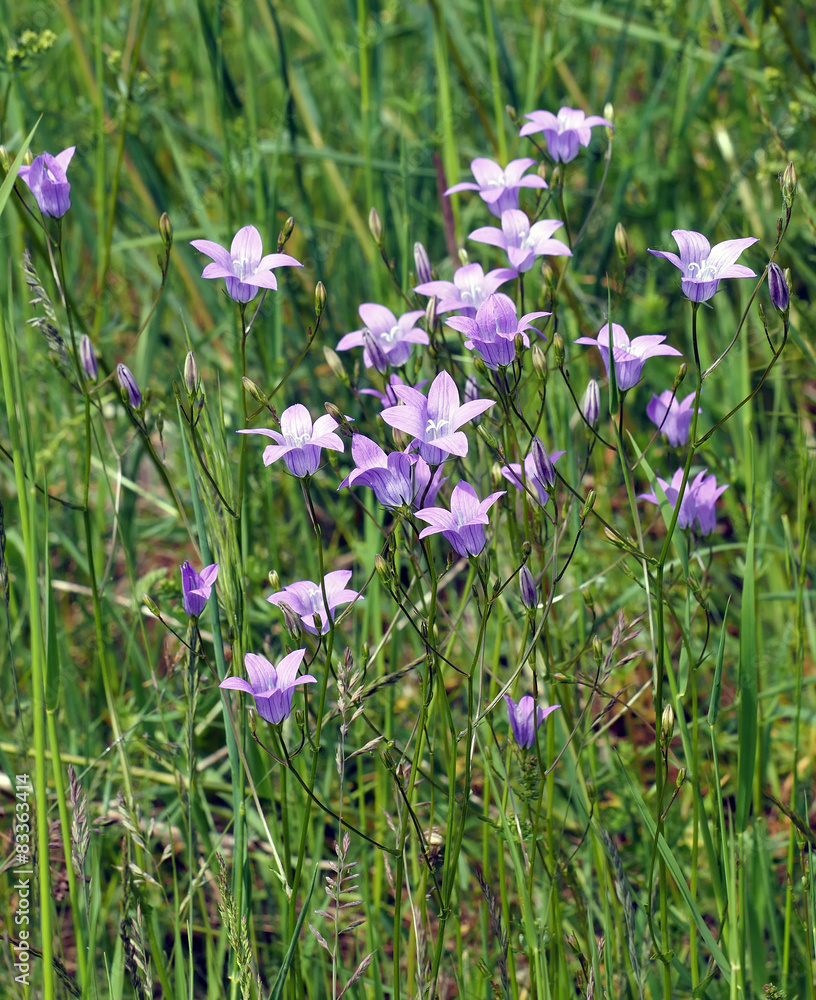 Rundblättrige Glockenblume Rundblättrige Glockenblume