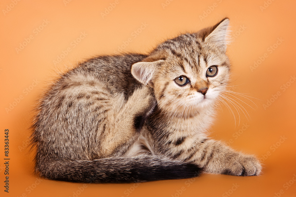 British kitten scratching his ear