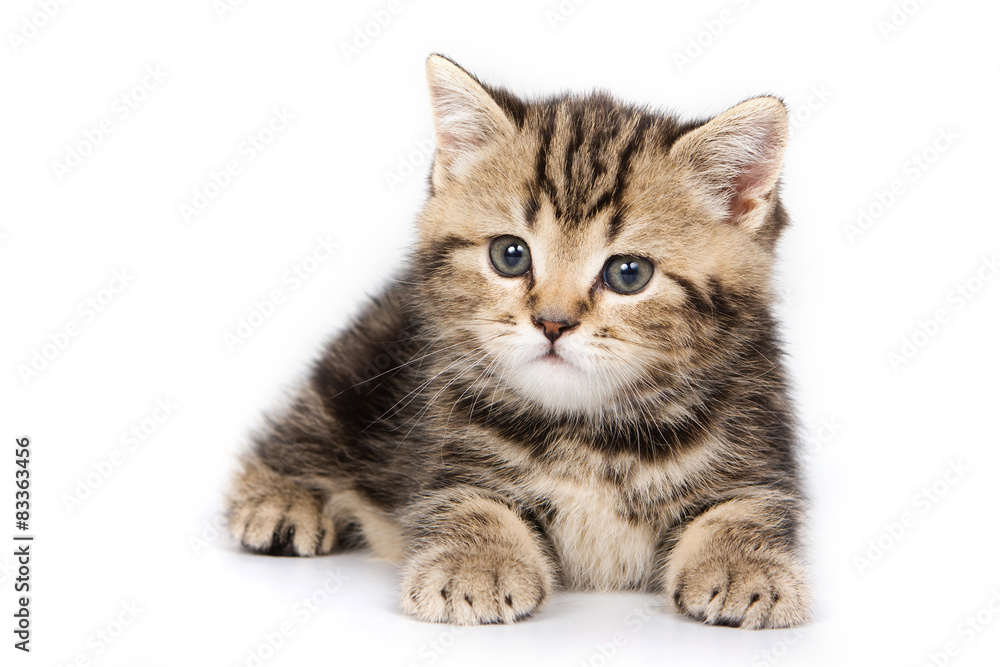 British cat lying and looking at the camera (isolated on white)