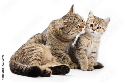 Wallpaper Mural Cat with a cub (isolated on white) Torontodigital.ca