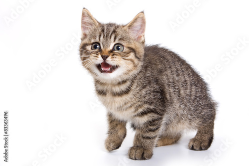 Photo British tabby kitten meowing