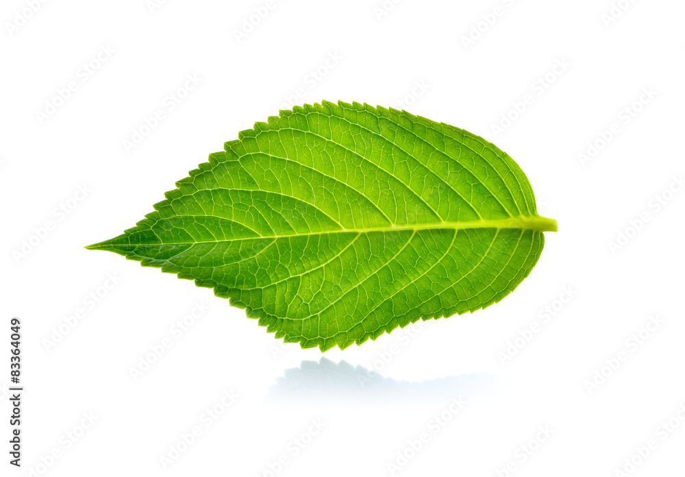 Fototapeta premium Green leaf on white background