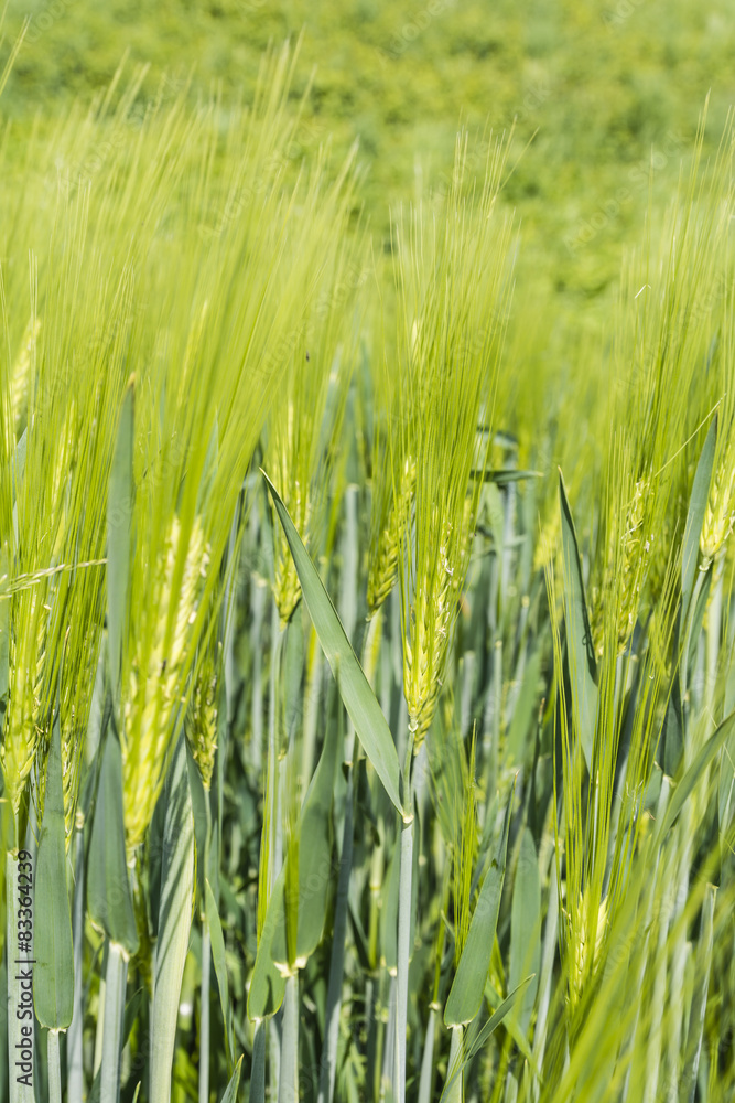Fototapeta premium Green ear of barley (Hordeum L.)