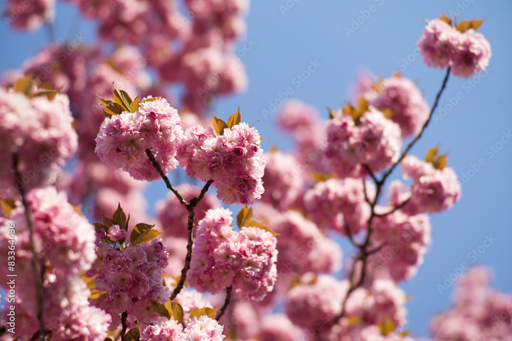 Cherry flowering