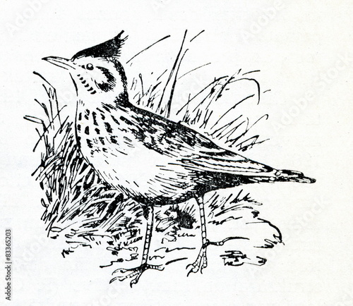 Crested lark (Galerida cristata)