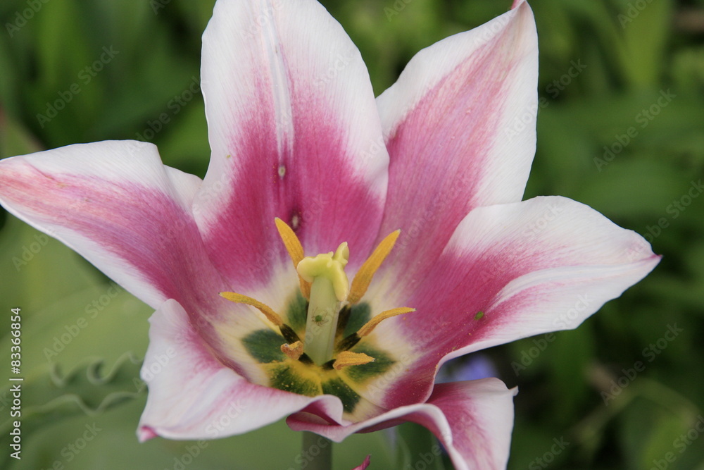 Fototapeta premium Lily pink flower in a garden