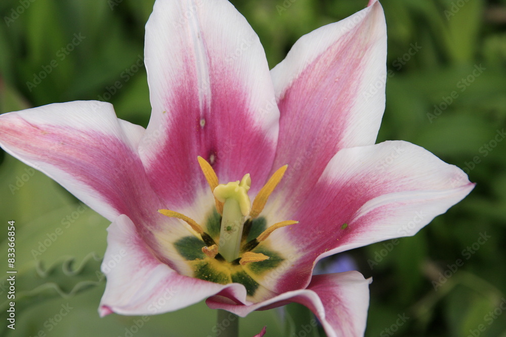 Lily pink flower in a garden