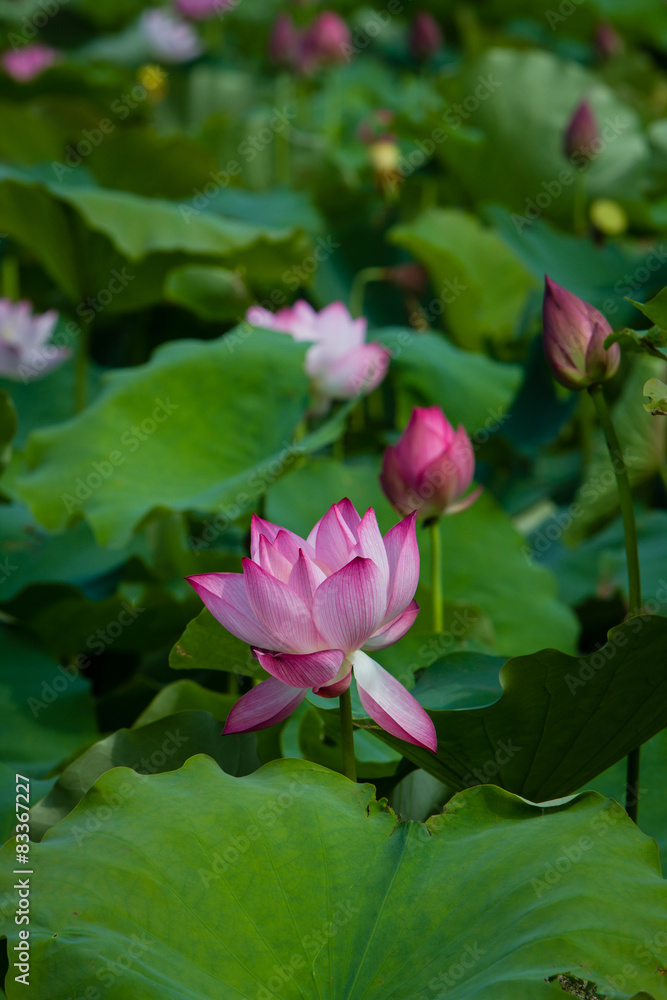 Lotus flower and Lotus flower plants Lotus flower and Lotus flower plants