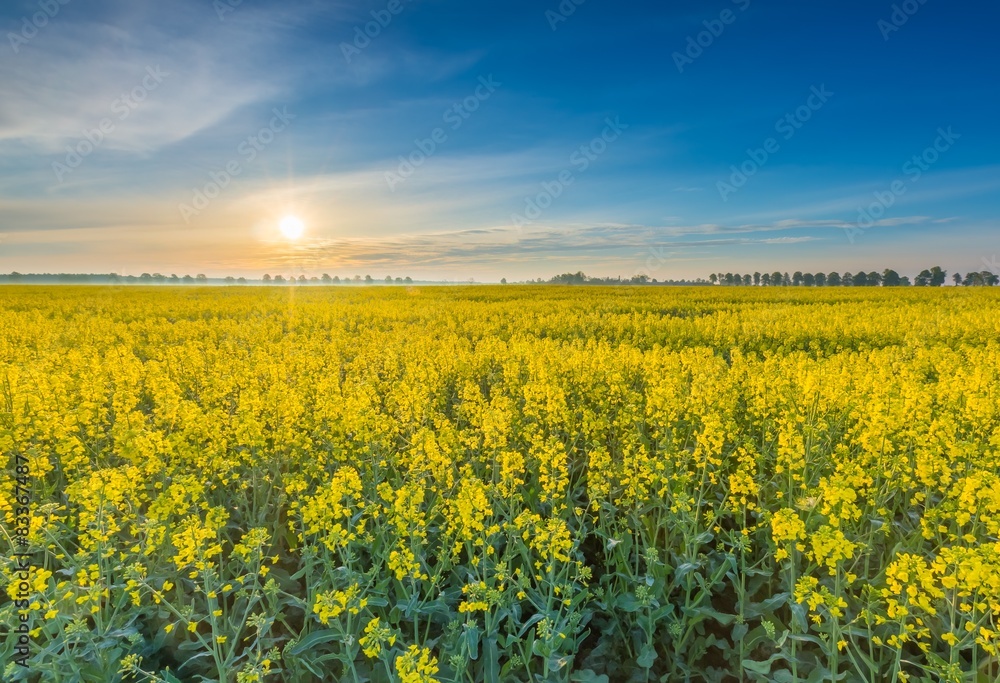 Rape field landscape