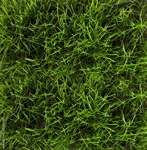 Grass background texture - Stock image