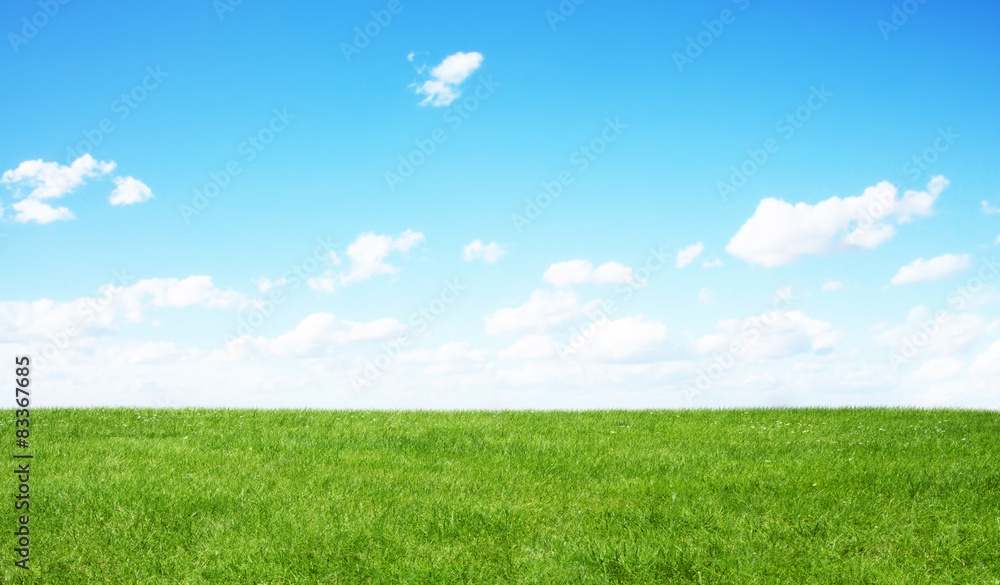 Green field and blue sky - obrazy, fototapety, plakaty 
